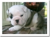 fresh-and-adorable-english-bull-dog-pups-for-adoption